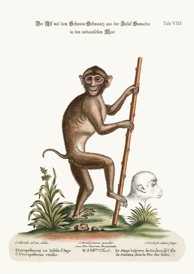 The Pig-tailed Monkey, from the Island of Sumatra, in the Indian Sea de George Edwards