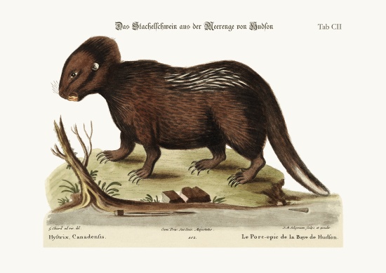 The Porcupine from Hudson's Bay de George Edwards
