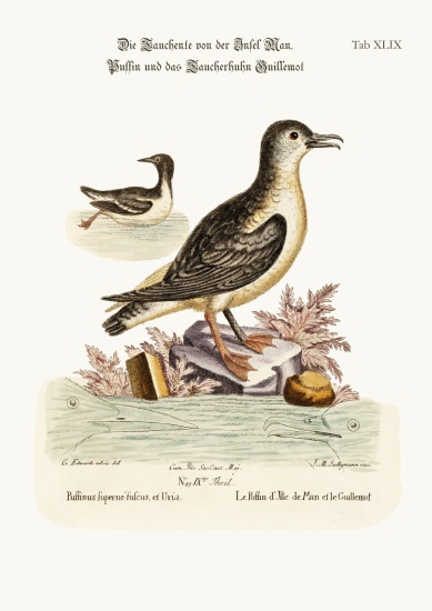 The Puffin of the Isle of Man, and the Guillemot de George Edwards
