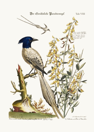 The Pyed Bird of Paradise de George Edwards