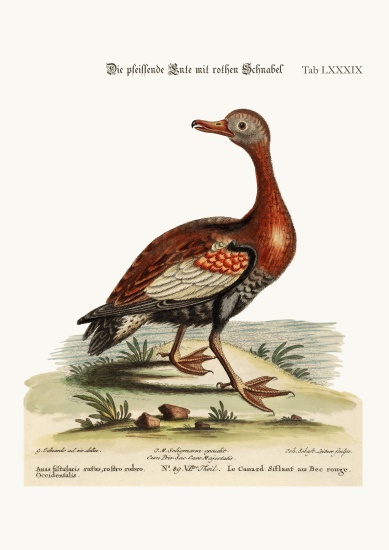 The Red-billed Whistling Duck de George Edwards