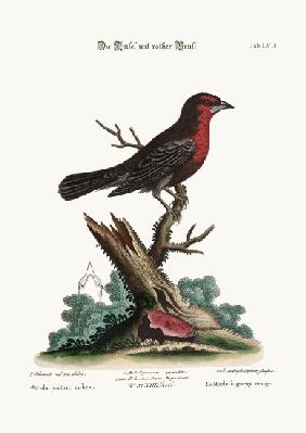 The Red-breasted Black-Bird