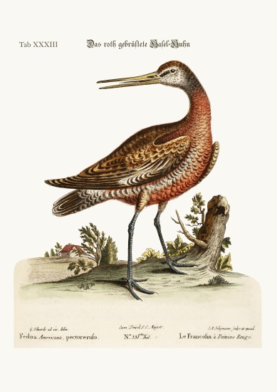 The Red-breasted Godwit de George Edwards