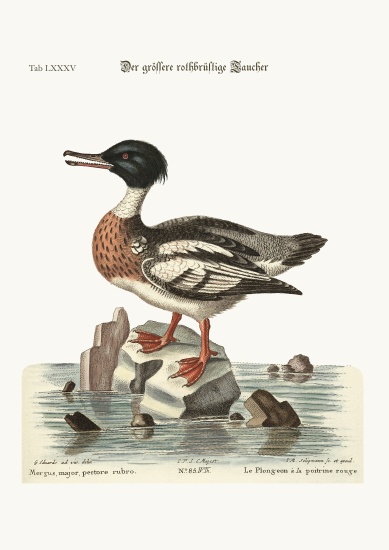 The red-breasted Goosander de George Edwards