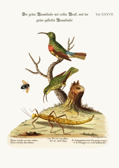 The Red-breasted Green Creeper, and the Spotted Green Creeper de George Edwards