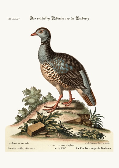 The red-legged Partridge from Barbary de George Edwards