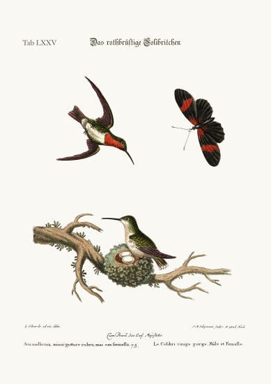 The red-throated Hummingbird de George Edwards