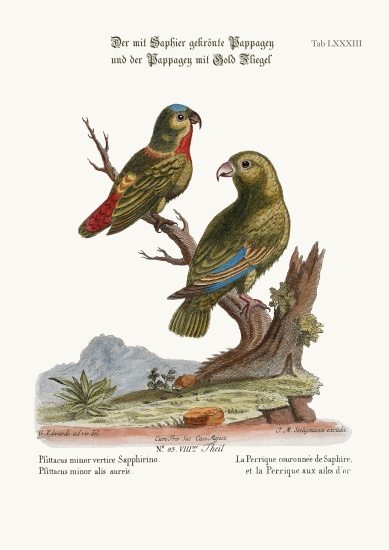 The Sapphire-crowned Parrakeet, and the Golden-winged Parrakeet de George Edwards