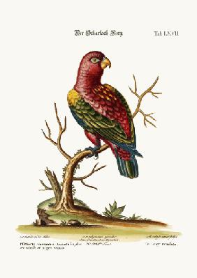 The Scarlet Lory