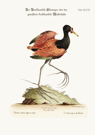 The Spur-winged Water-hen of Brasil de George Edwards