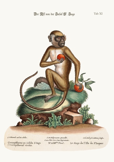 The St. Jago Monkey de George Edwards