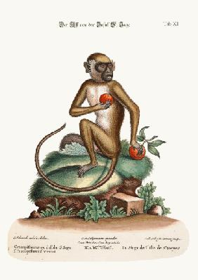 The St. Jago Monkey