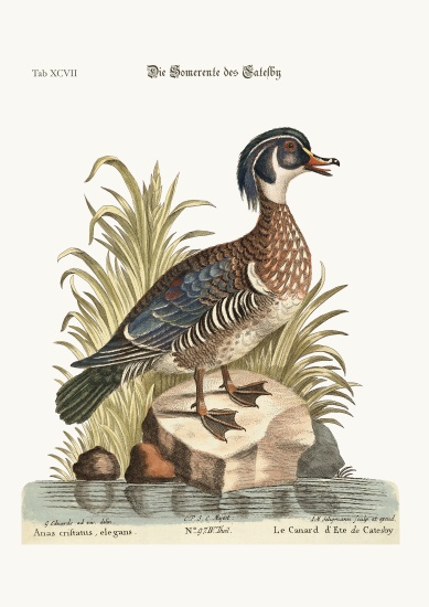 The Summer Duck of Catesby de George Edwards