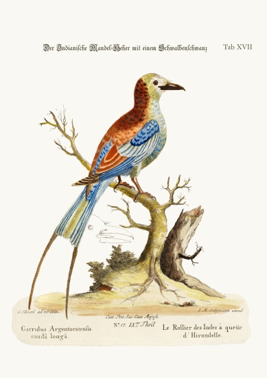 The Swallow-tailed Indian Roller de George Edwards