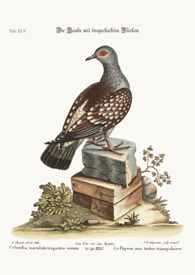The triangular Spotted Pigeon de George Edwards