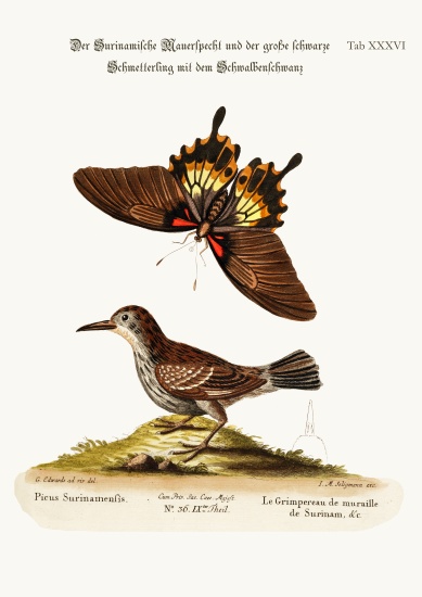 The Wall-creeper of Surinam and the Great Dusky Swallow-tailed Butterfly de George Edwards