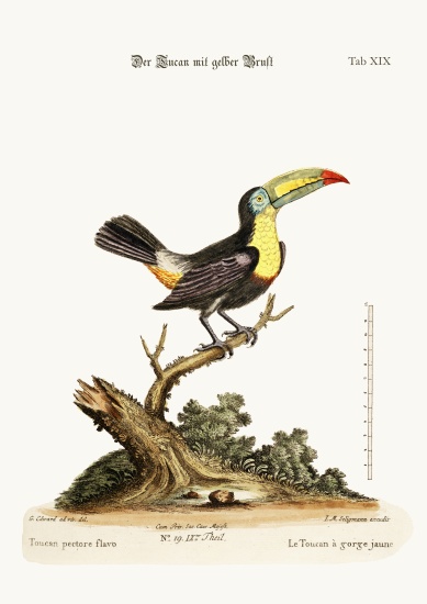 The Yellow-breated Toucan de George Edwards