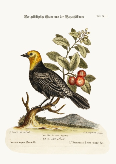 The Yellow-headed Starling. The Arbutus or Strawberry-Tree de George Edwards