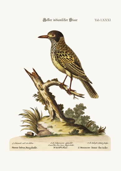 The Yellow Indian Starling de George Edwards