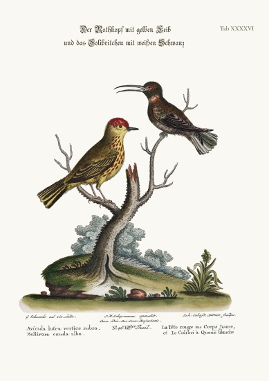 The Yellow Red-Pole, and the White-tailed Hummingbird de George Edwards