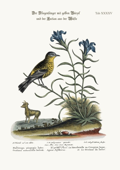 The Yellow-rumped Flycatcher, and the Gentian of the Desert de George Edwards