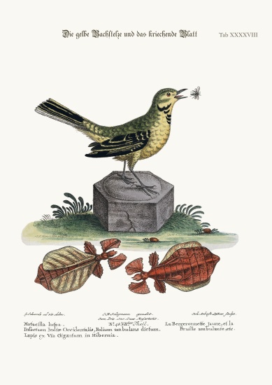 The Yellow Water-Wagtail and the Walking Leaf de George Edwards
