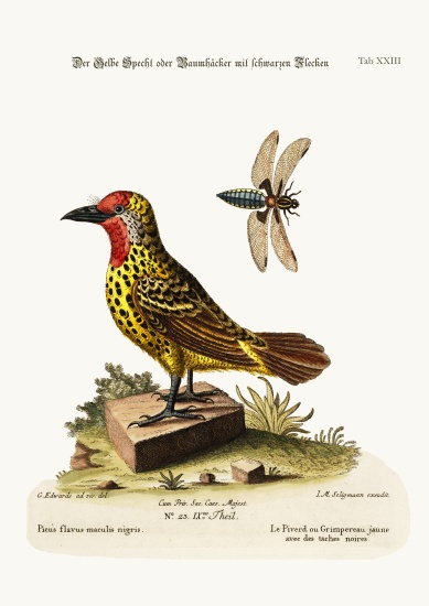 The Yellow Woodpecker with Black Spots de George Edwards