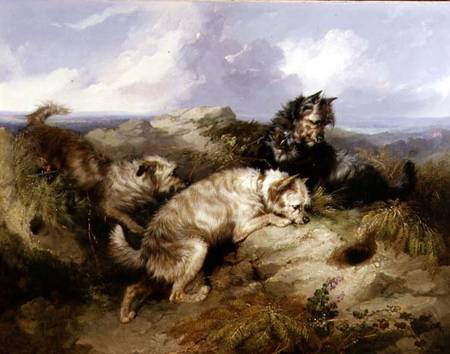 A Dandy Dinmont and Two Cairns Rabbiting de George Armfield