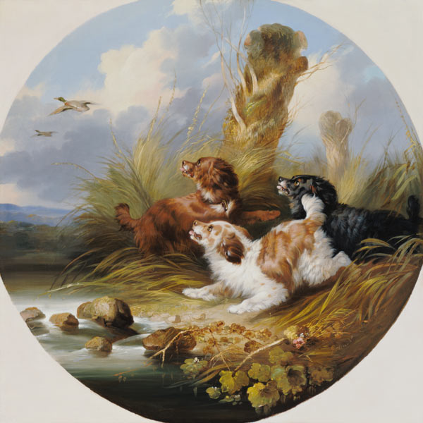 Three Spaniels Flushing Mallard de George Armfield