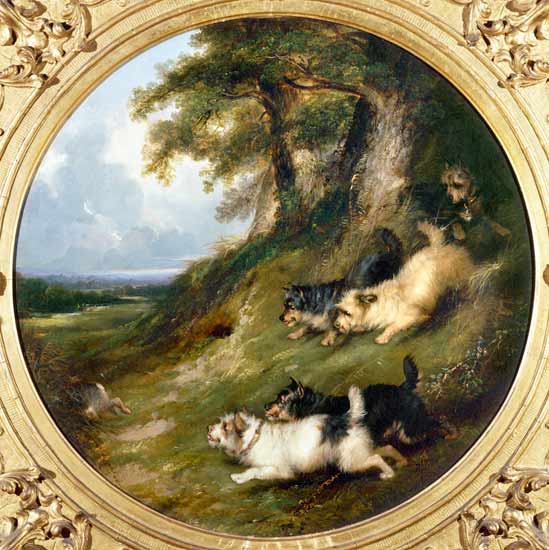 Terriers Rabbiting de George Armfield