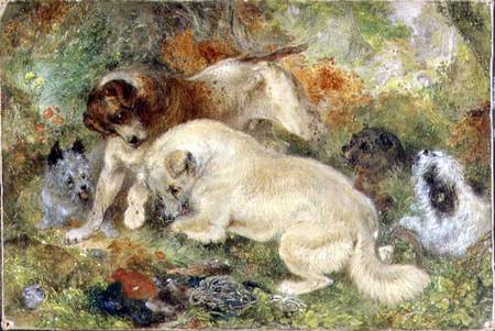 Terriers and Rabbits in a Wood de George Armfield