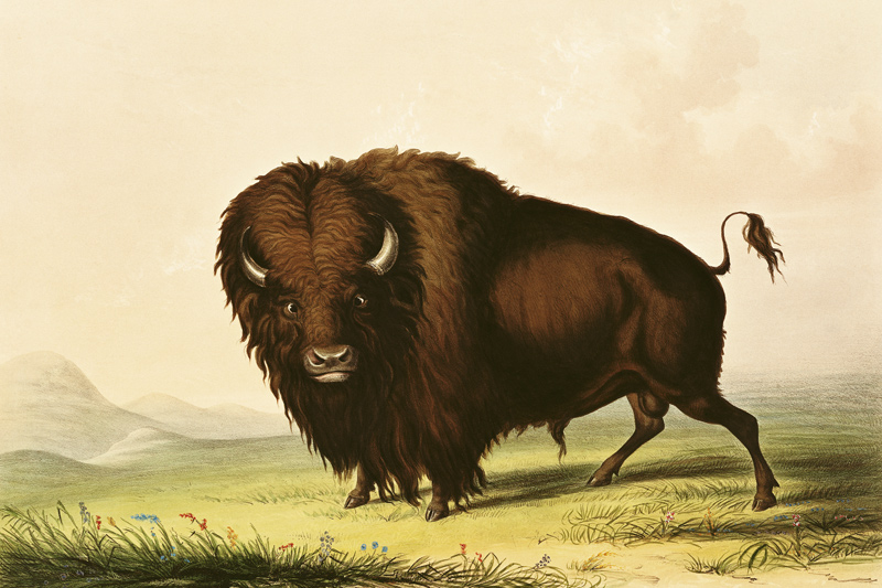 A Bison, c.1832 de George Catlin