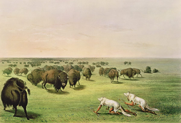 Hunting Buffalo Camouflaged with Wolf Skins, c.1832 de George Catlin