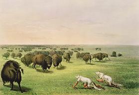 Hunting Buffalo Camouflaged with Wolf Skins, c.1832