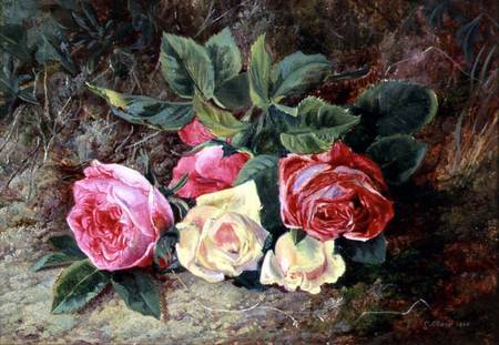 Roses de George Clare