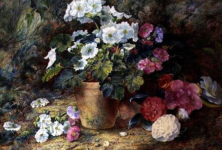 A Still Life of Pelargoniums in a Pot with Camellias de George Clare