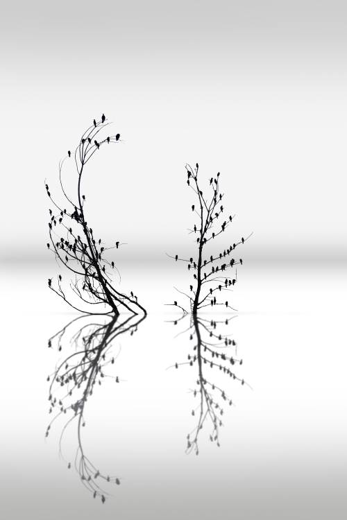 Trees with Birds (2) de George Digalakis
