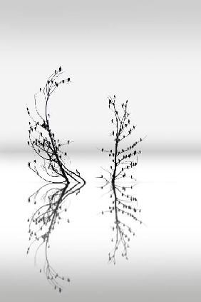 Trees with Birds (2) - George Digalakis