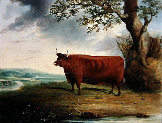 Portrait of a Brown Cow, 1844 (oil on canvas) de George Fenn