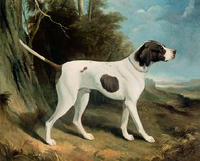 Portrait of a liver and white pointer