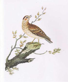 Woodlark, Nature in Britain published by Collins, 1946 by Collins, 1946
