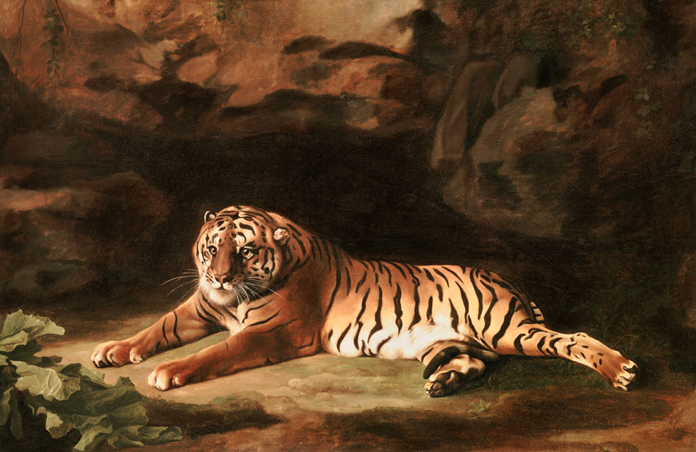 Portrait of the Royal Tiger, c.1770 de George Stubbs