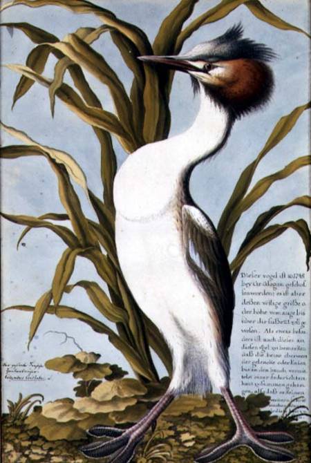 Great Crested Grebe (Podiceps cristatus) c.1748 de German School