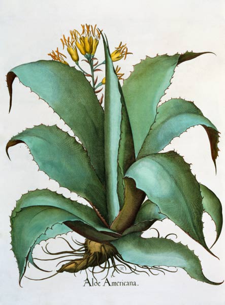 American Aloe: Aloe Americana, from the 'Hortus Eystettensis' by Basil Besler (1561-1629), pub. 1613 de German School, (17th century)