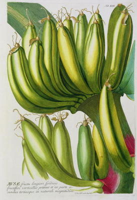 Banana, engraved by Johann Jakob Haid (1704-67) plate 19 from a botanical book, pub. by Augustus Vin de German School, (18th century)