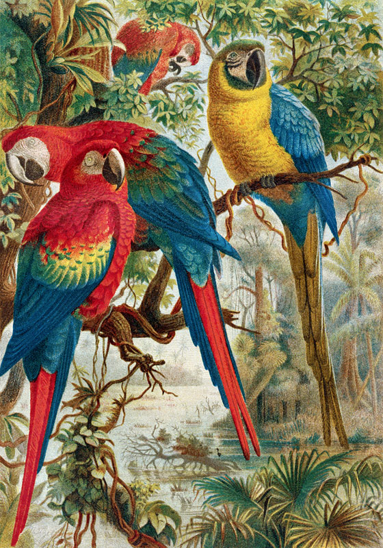 Macaws, plate from Brehms Tierleben: Allgemeine Kunde des Tierreichs, vol.5, p.60, published by Bibl de German School, (19th century)