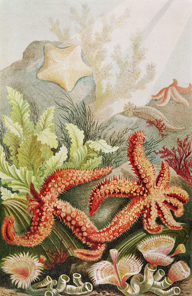 Starfish, plate from Brehms Tierleben: Allgemeine Kunde des Tierreichs, vol.10, p.528, published by de German School, (19th century)