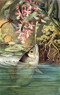 Archerfish, plate from Brehms Tierleben: Allgemeine Kunde des Tierreichs, vol.8, p.49, published by de German School, (19th century)