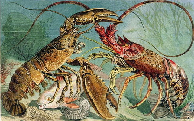 Lobster and Spiny Lobster, plate from Brehms Tierleben: Allgemeine Kunde des Tierreichs, vol.10, p.4 de German School, (19th century)