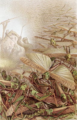 Swarm of Migratory Locusts, plate from Brehms Tierleben: Allgemeine Kunde des Tierreichs, vol.9, p.5 de German School, (19th century)